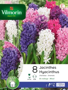 Jacinthe Orientale en Mélange (x8)