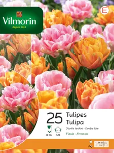 Tulipe Finola Double Tardive en Mélange (x25)