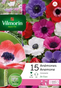 Anémone De Caen En Mélange (x15)