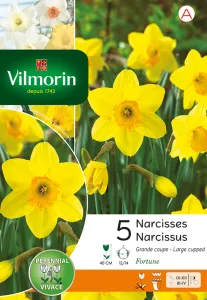 Narcisse Fortune (x5)