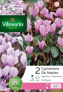 Cyclamen Hederifolium de Naples (x2)