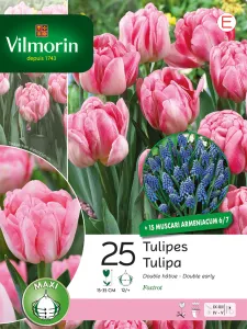 Tulipes et Muscaris (x35)