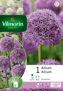 Allium Gladiator