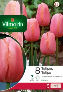 Tulipe Simple Tardive Menton