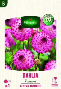 Dahlia pompon Little Robert (x1)