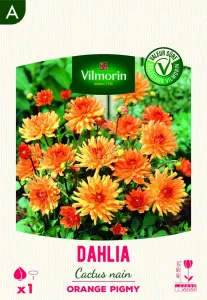 Dahlia Cactus nain Orange Pigmy (x1)