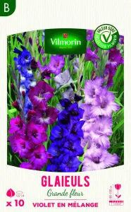 Glaïeuls Grande Fleur Violet en Mélange (x10)