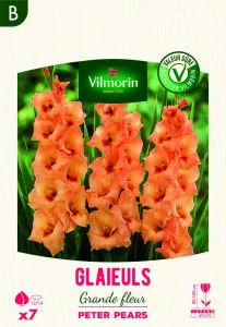 Glaïeuls Peter Pears (x7)
