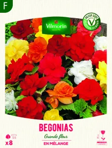 Bégonia Grande fleur en Mélange (x8)