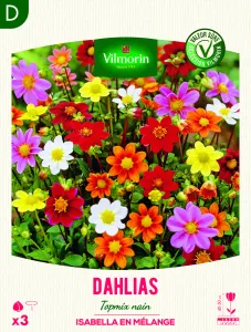 Dahlia Topmix nain Isabella en Mélange (x3)