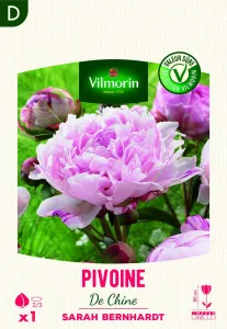 Pivoine De Chine Sarah Bernhardt (x1)