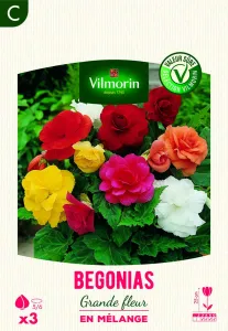 Bégonia Grande fleur en Mélange (x3)