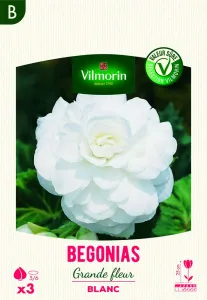 Bégonia Grande fleur blanc (x3)