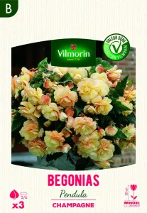 Bégonia Pendula Champagne (x3)