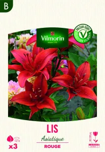 Lis Asiatique Rouge (x3)