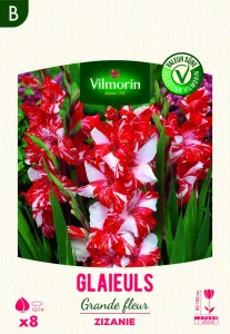 Glaïeuls Grande Fleur Zizanie (x8)