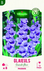 Glaïeuls Grande Fleur Passos (x8)