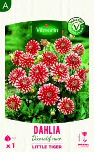 Dahlia Décoratif nain Little Tiger (x1)