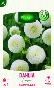 Dahlia pompon snowflake (x1)