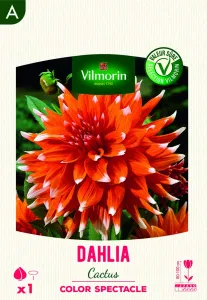 Dahlia cactus Color Spectacle (x1)
