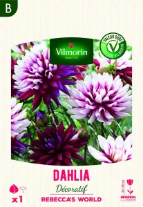 Dahlia Décoratif Rebecca's World (x1)