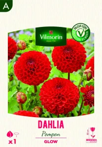 Dahlia pompon Glow (x1)