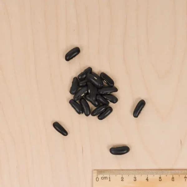 Haricot Nain à Filet Morgane - Graines - Variété Productive Et Résistante