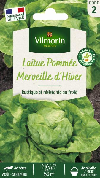 Laitue d'Hiver Merveille d'Hiver