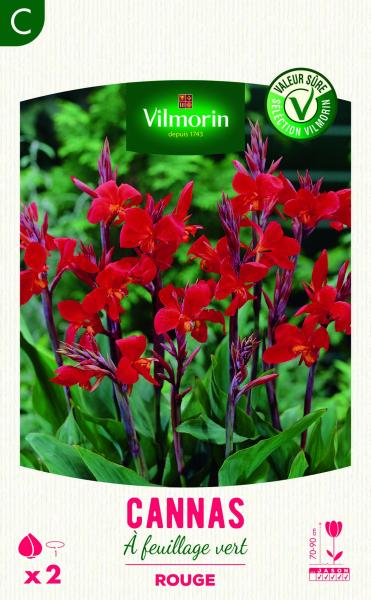 Canna Greenleaves Rouge | Vilmorin Jardin