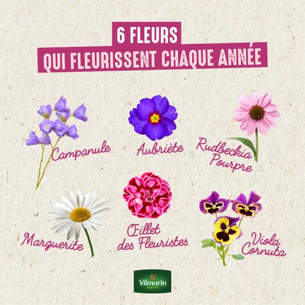 Fleurs - Campanule des Carpates Bleue - image