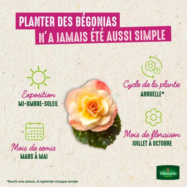 Bulbes à fleurs à planter au printemps - Bégonia Pendula en Mélange (x3) - image