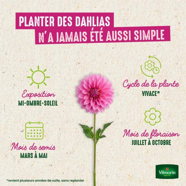 Bulbes à fleurs à planter au printemps - Dahlia Collerette Night Butterfly (x1) - image