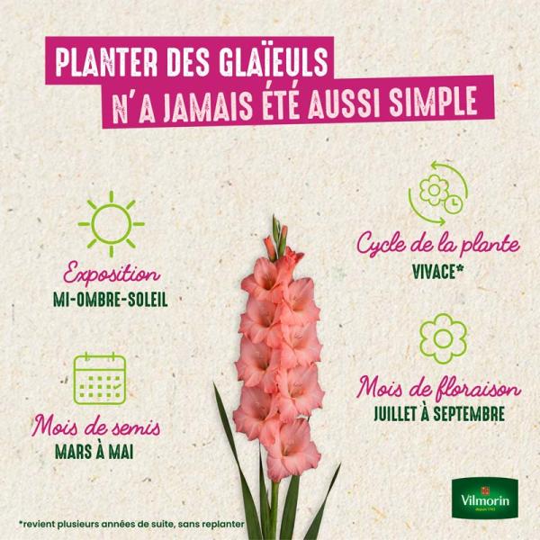 Bulbes à fleurs à planter au printemps - Glaïeuls Grande Fleur Traderhorn (x10) - image