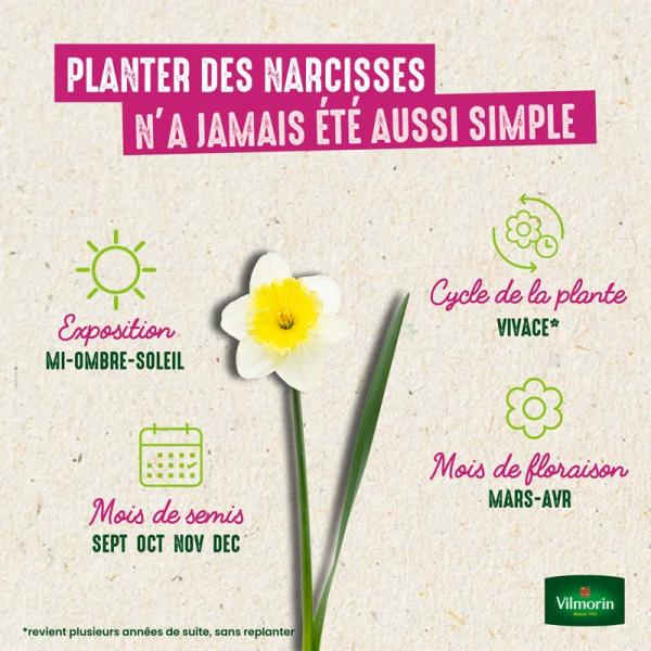 Bulbes à fleurs à planter à l'automne - Narcisse Fleur D'Orchidée en Mélange (x20) - image