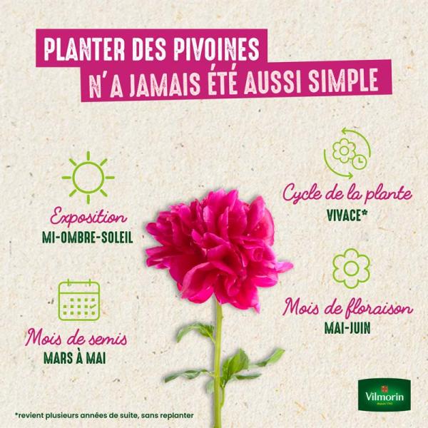 Bulbes à fleurs à planter au printemps - Pivoine De Chine Shirley Temple (x1) - image