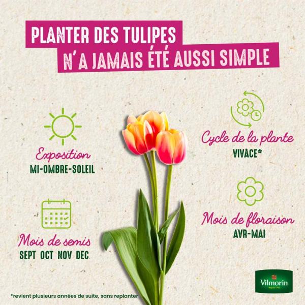 Bulbes à fleurs à planter à l'automne - Tulipe Triomphe Purple Rain (x8) - image