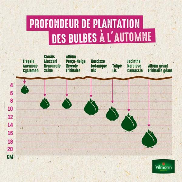 Bulbes à fleurs à planter à l'automne - Tulipe greigii Québec (x8) - image