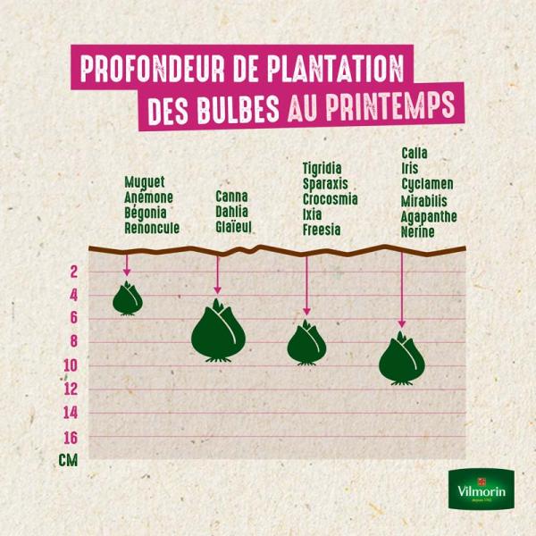 Bulbes à fleurs à planter au printemps - Dahlia Collerette Night Butterfly (x1) - image