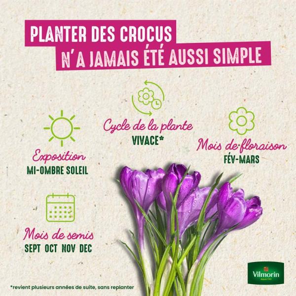 Bulbes à fleurs à planter à l'automne - Crocus Flower Record (x12) - image