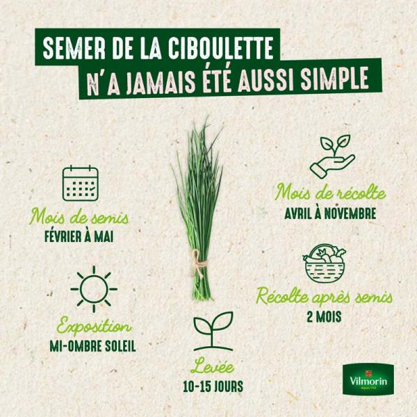 Aromatiques - Ciboulette Très Fine Danoise - image