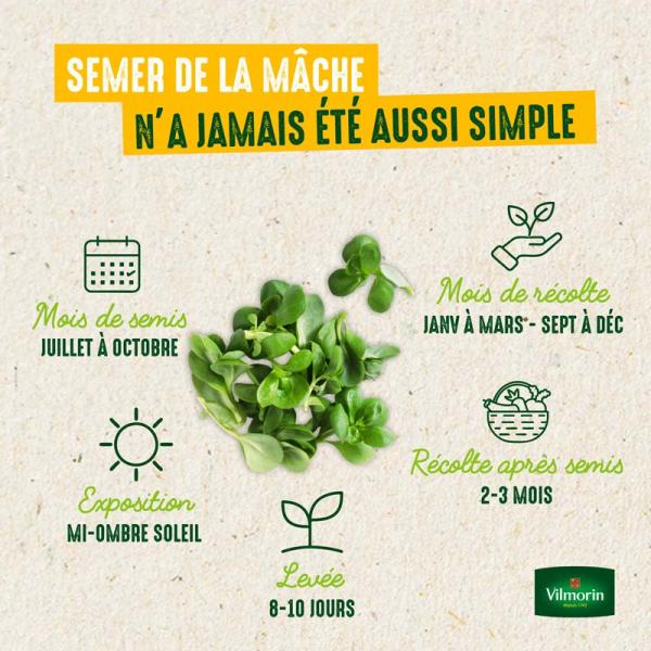 Potagères - Mâche Vit - image