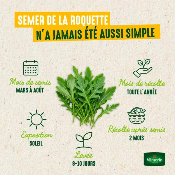 Potagères - Roquette Cultivée - BIO - image