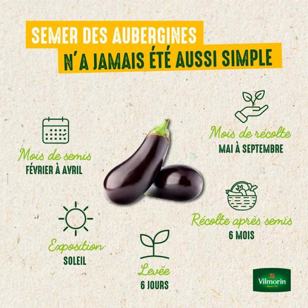 Potagères - Aubergine Bonica HF1 - Graines d'Exception - image