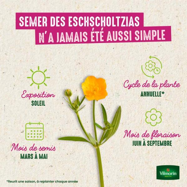 Fleurs - Eschscholtzia Blanc - image