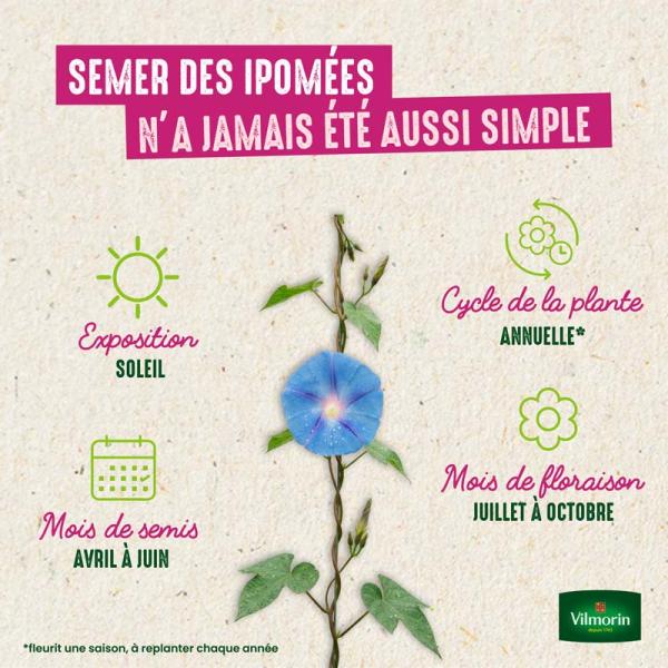 Fleurs - Ipomée Géante Scarlett O'Hara - image