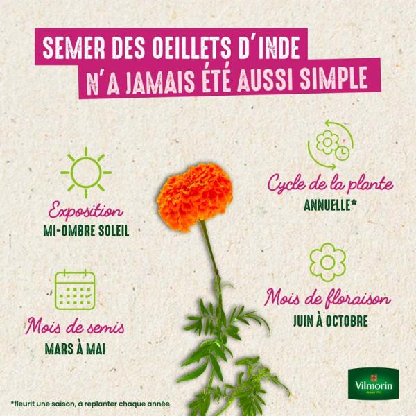 Fleurs - Œillet d'Inde Globe Orange - image