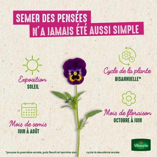 Fleurs - Pensée Géante Or du Rhin - image