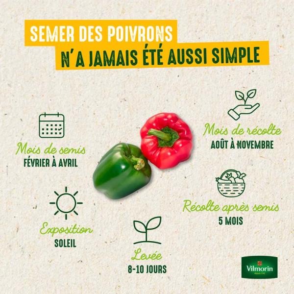 Potagères - Poivron Predi HF1 - Graines d'Exception - image