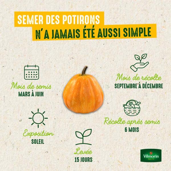 Potagères - Potiron Potimarron - image