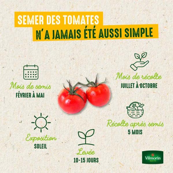 Potagères - Tomate Marmande - BIO - image